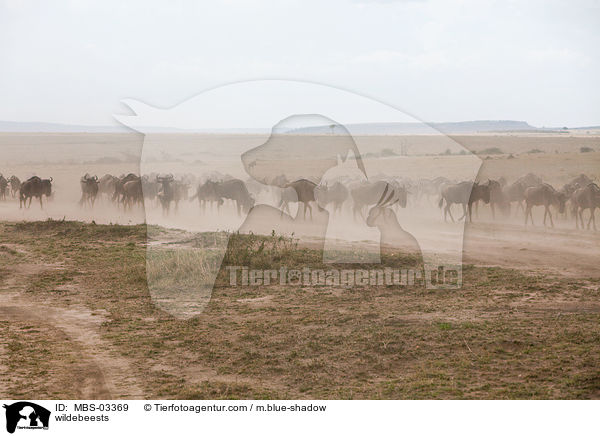 wildebeests / MBS-03369