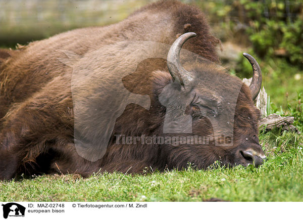 Wisent / european bison / MAZ-02748