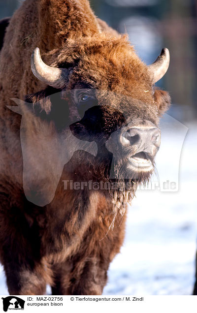 Wisent / european bison / MAZ-02756