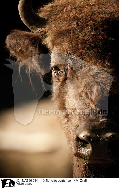 Wisent face / MAZ-06014