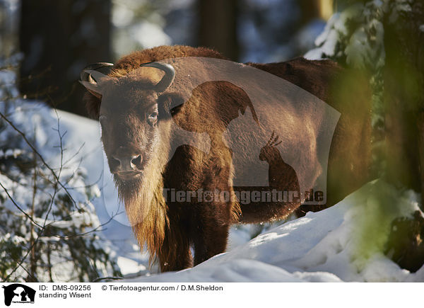 standing Wisent / DMS-09256