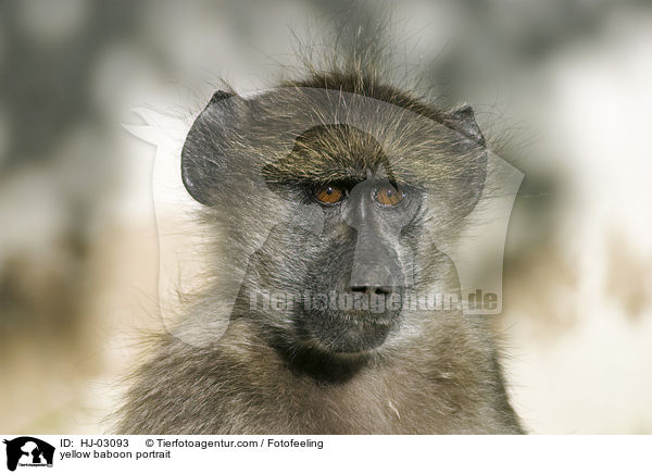 yellow baboon portrait / HJ-03093