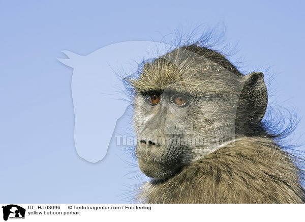 yellow baboon portrait / HJ-03096
