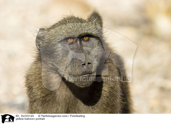yellow baboon portrait / HJ-03120