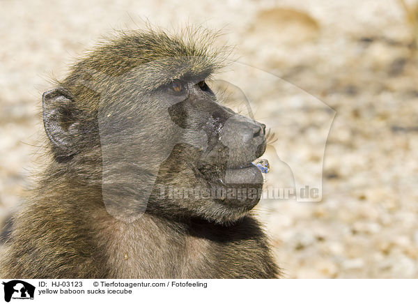 Steppenpavian lutscht Eiswrfel / yellow baboon sucks icecube / HJ-03123