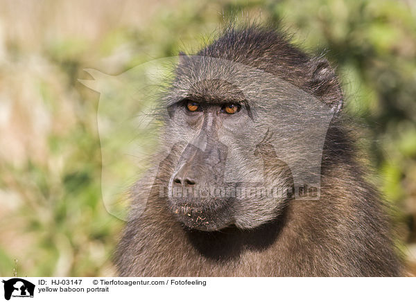 yellow baboon portrait / HJ-03147