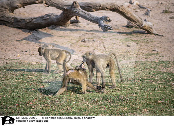 kmpfende Steppenpaviane / fighting Yellow Baboons / MBS-20000