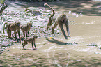 Yellow Baboons at the water