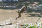 jumping Yellow Baboon