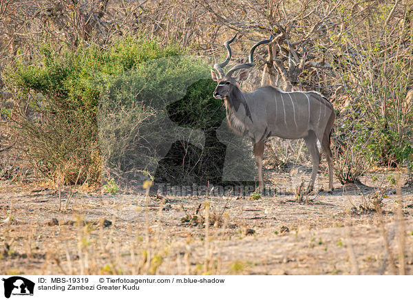 standing Zambezi Greater Kudu / MBS-19319