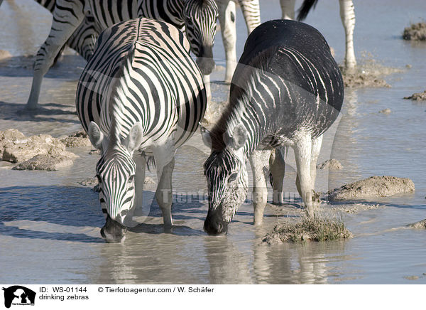 drinking zebras / WS-01144