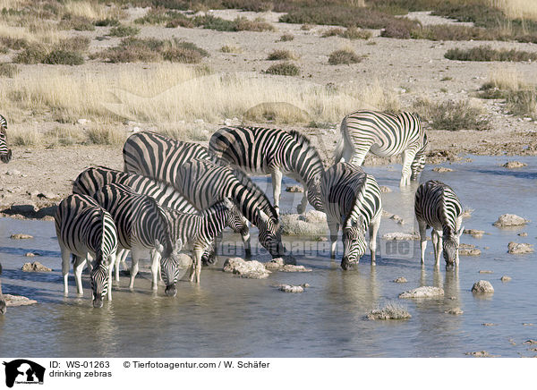 drinking zebras / WS-01263