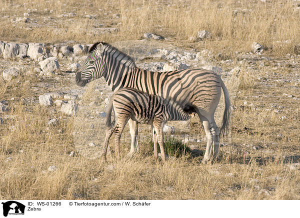 Junges Zebra wird von der Mutter gesugt / Zebra / WS-01266