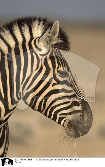 Zebra Kopfportrait / Zebra / WS-01268