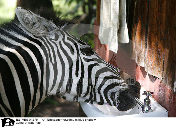 Zebra am Wasserhahn / zebra at water tap / MBS-01275