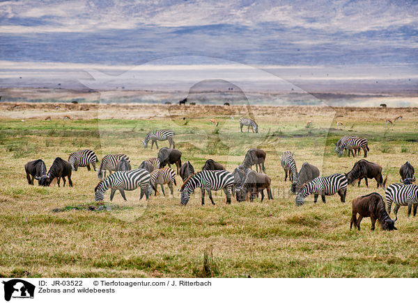 Zebras und Gnus / Zebras and wildebeests / JR-03522
