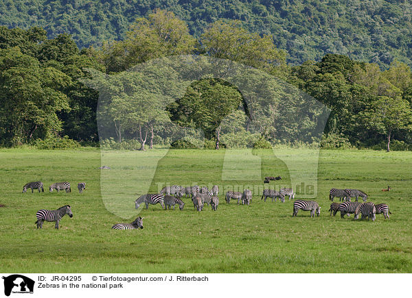Zebras in the national park / JR-04295