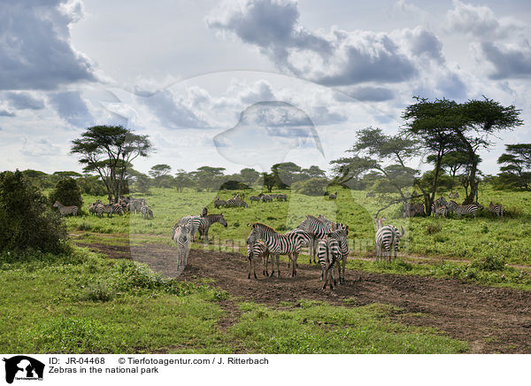 Zebras in the national park / JR-04468