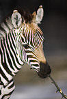 zebra foal