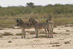 Zebras