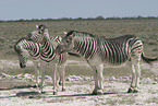 Zebras