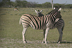 Zebras